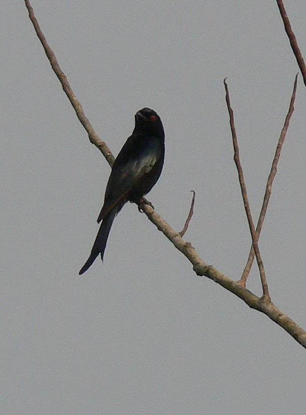 Velvet-mantled Drongo (coracinus) - ML220022621