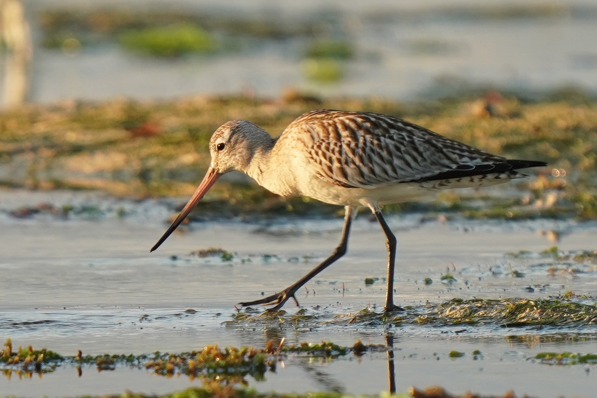 Bar-tailed Godwit (European) - ML220023041