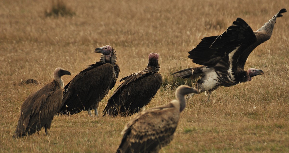 Lappet-faced Vulture - ML220023431