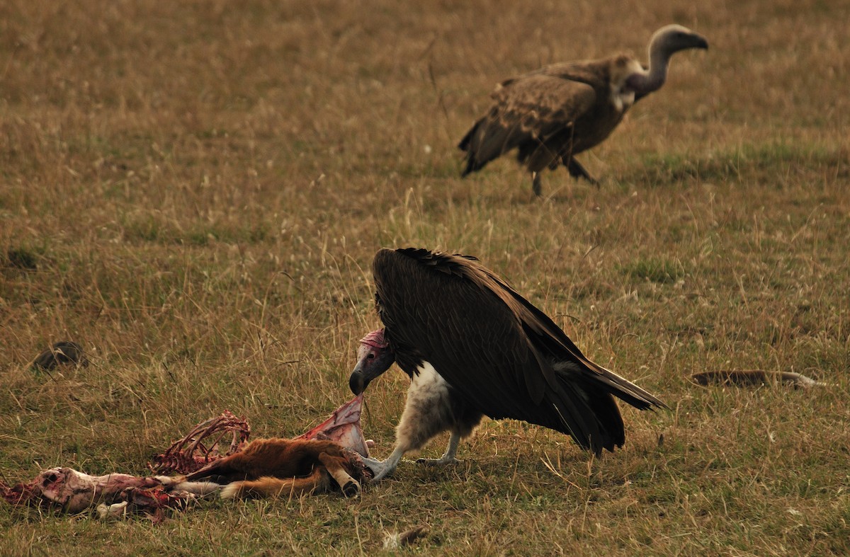 Lappet-faced Vulture - ML220023441
