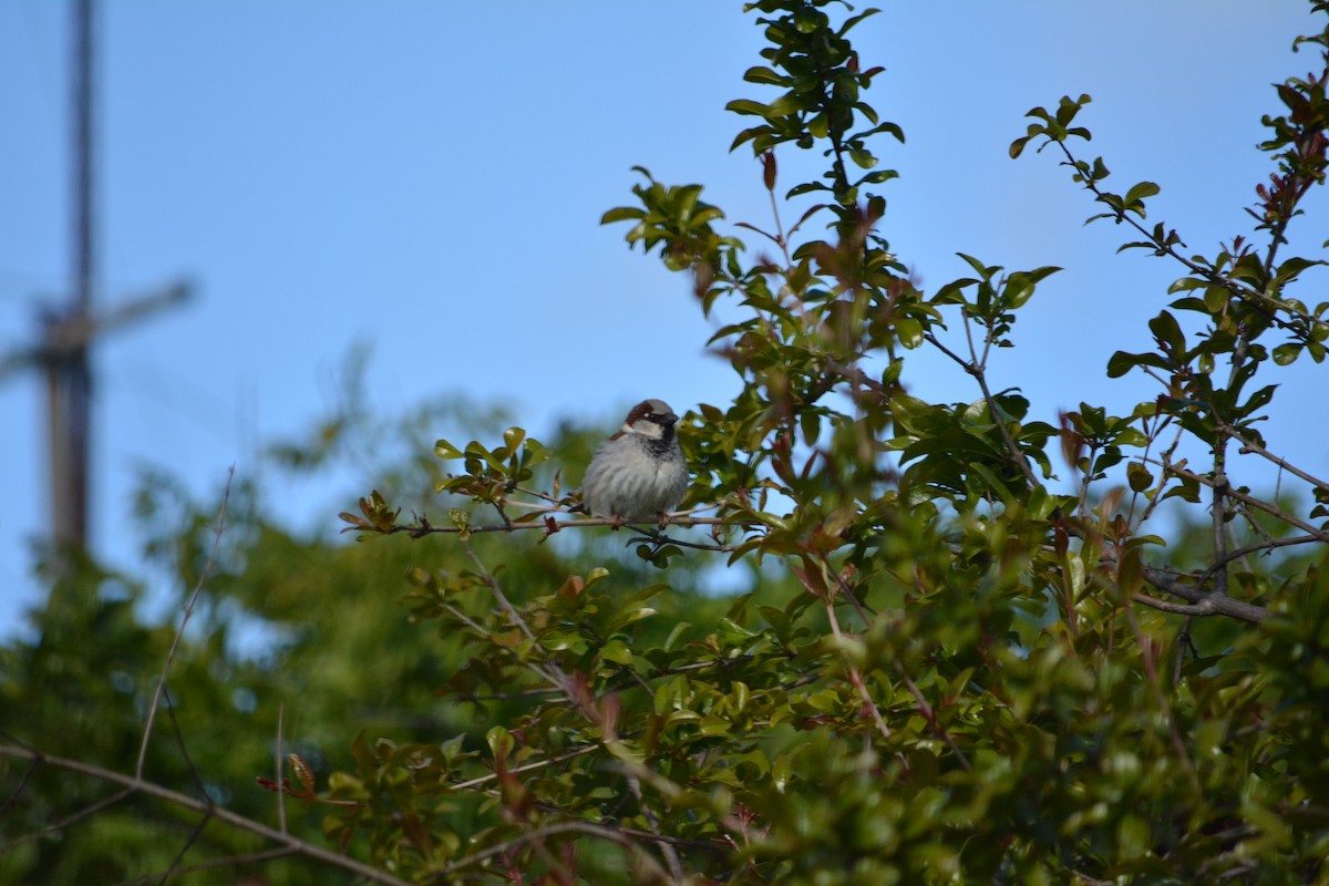 House Sparrow - ML220024891