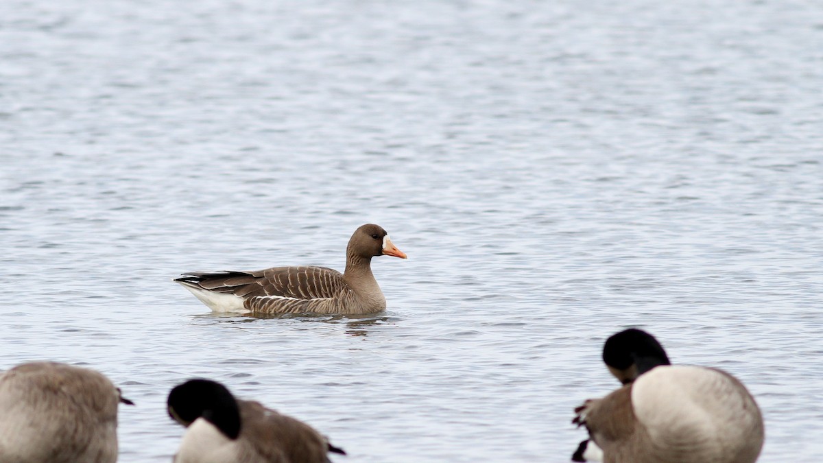 Blässgans - ML22002491