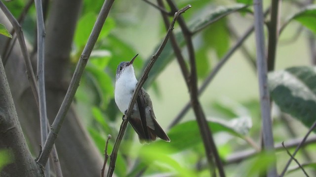 kolibřík andský - ML220025641