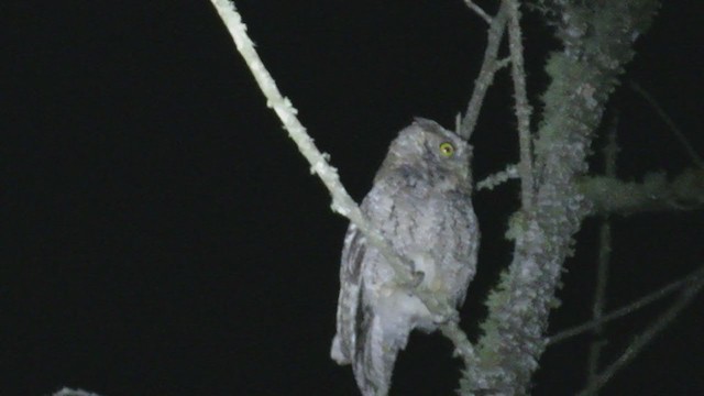 Peruvian Screech-Owl - ML220025791
