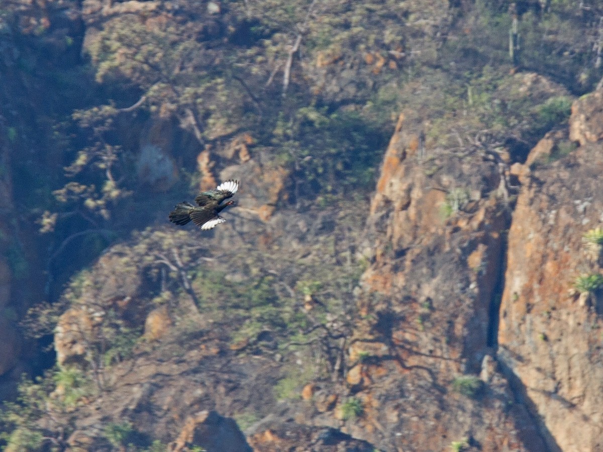 White-winged Guan - ML220026081