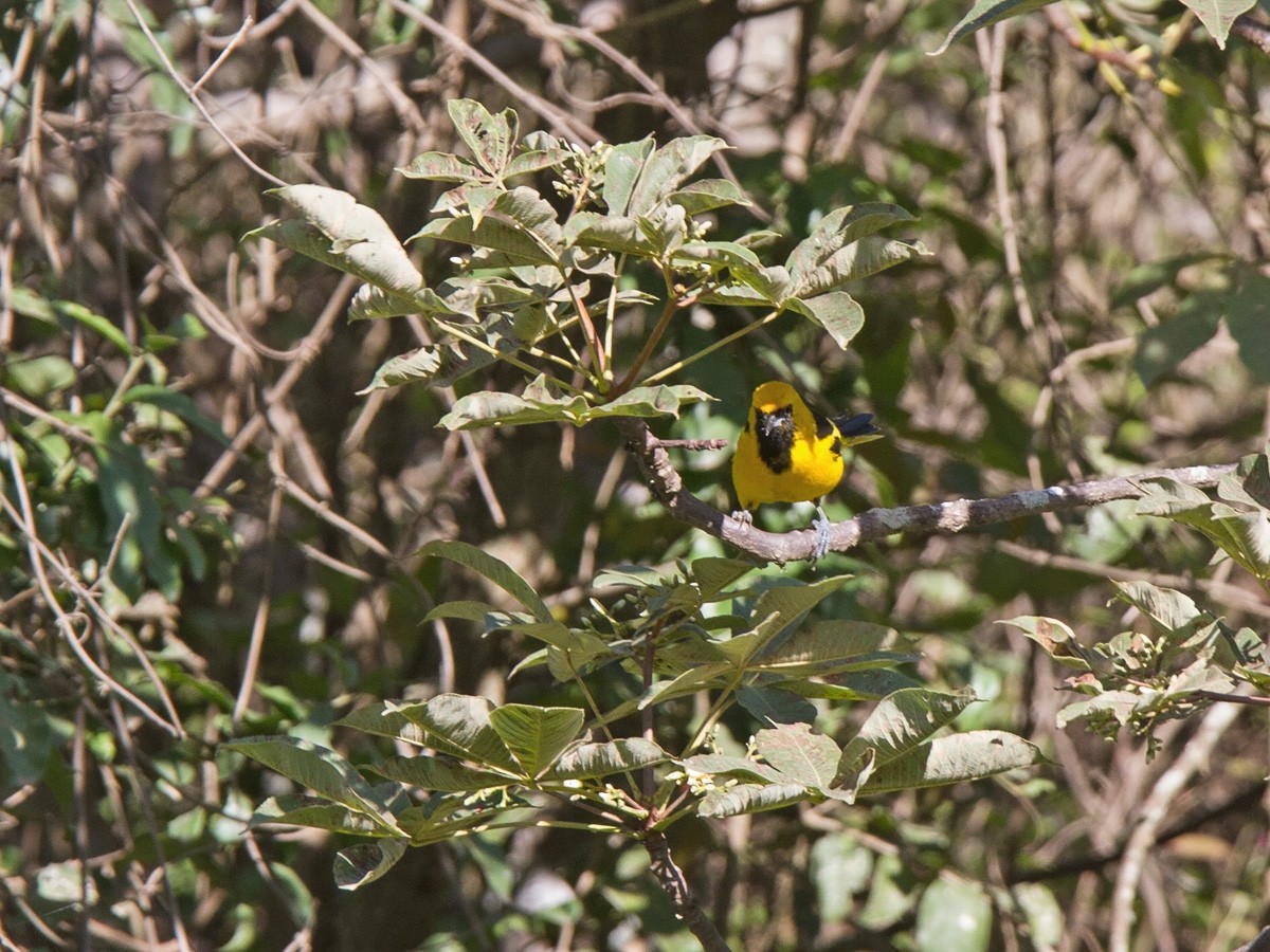 Oriole leucoptère - ML220026231