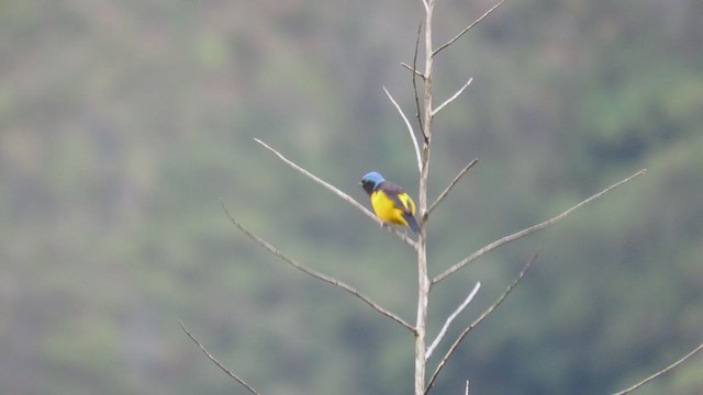 Golden-rumped Euphonia - ML220026521