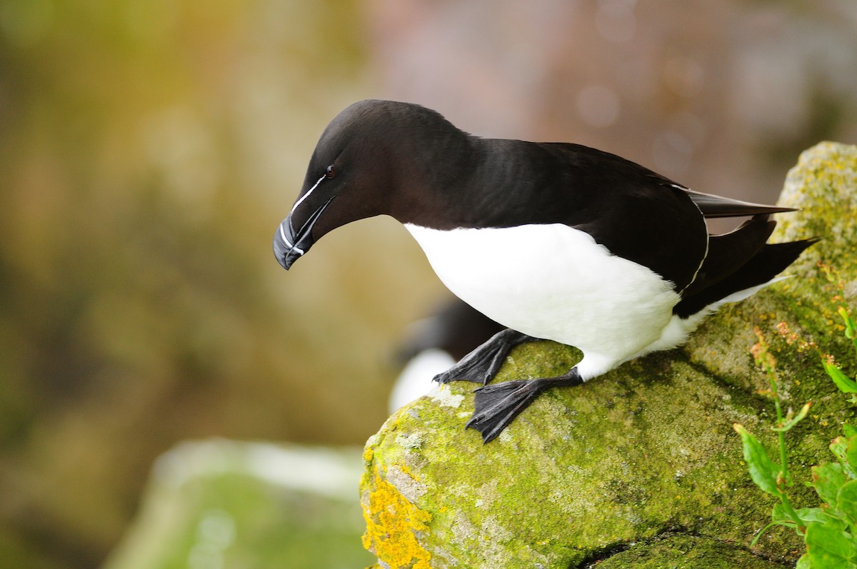 Razorbill - ML220026581