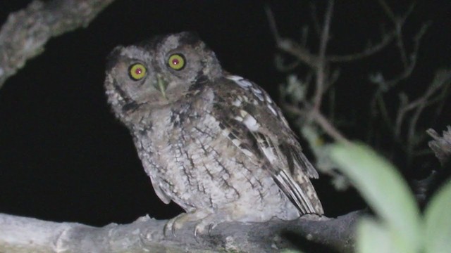 Peruvian Screech-Owl - ML220026721