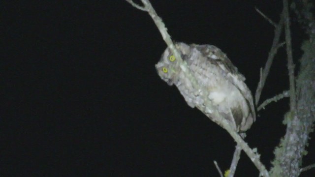 Peruvian Screech-Owl - ML220026801