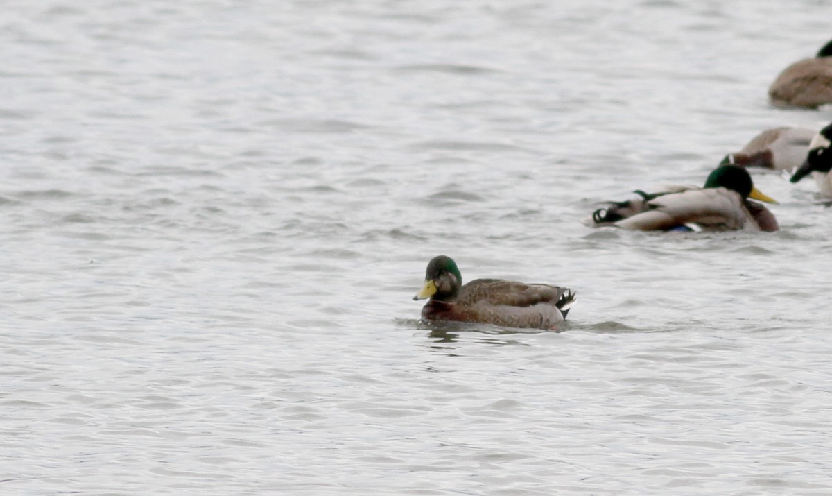 Canard colvert - ML22002731