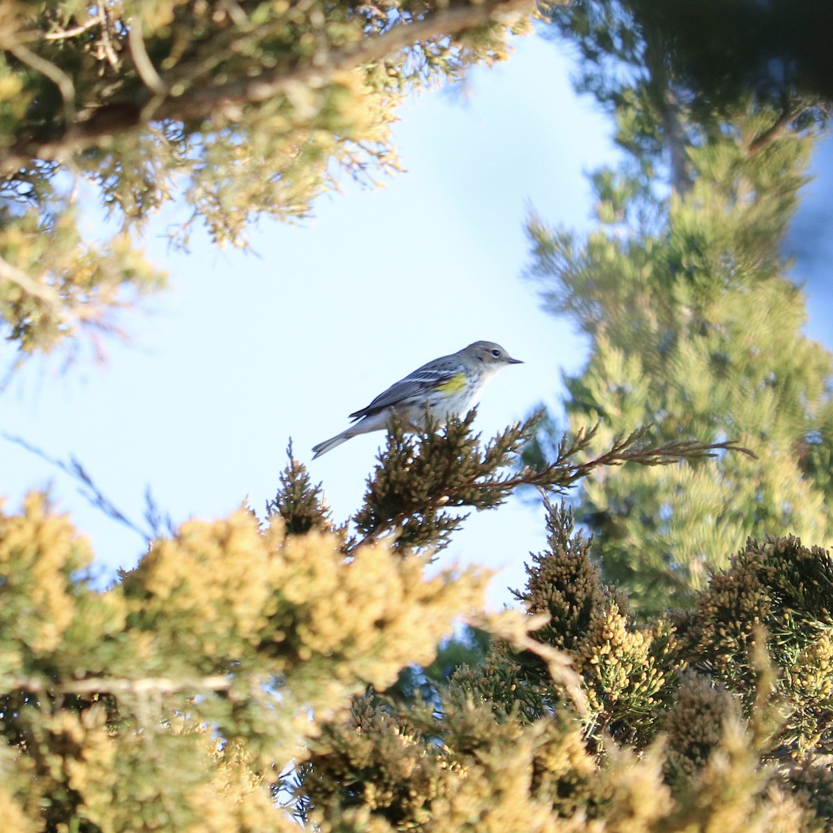 Yellow-rumped Warbler - ML220027381
