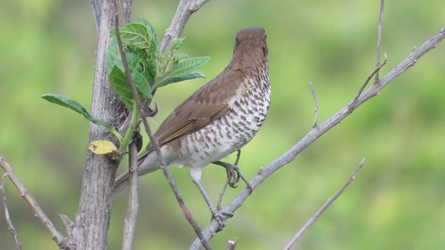 Marañon Thrush - ML220027781