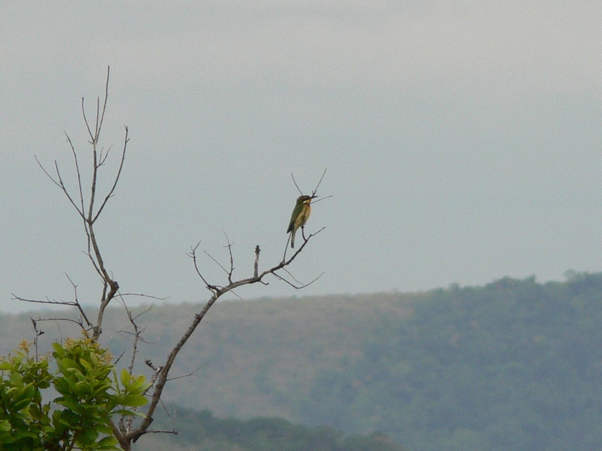 Blue-breasted Bee-eater - ML220028561