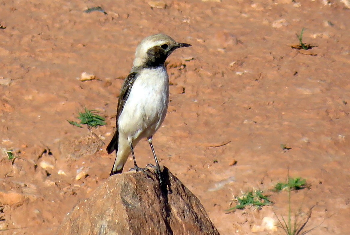 Mourning Wheatear (Maghreb) - ML220028701