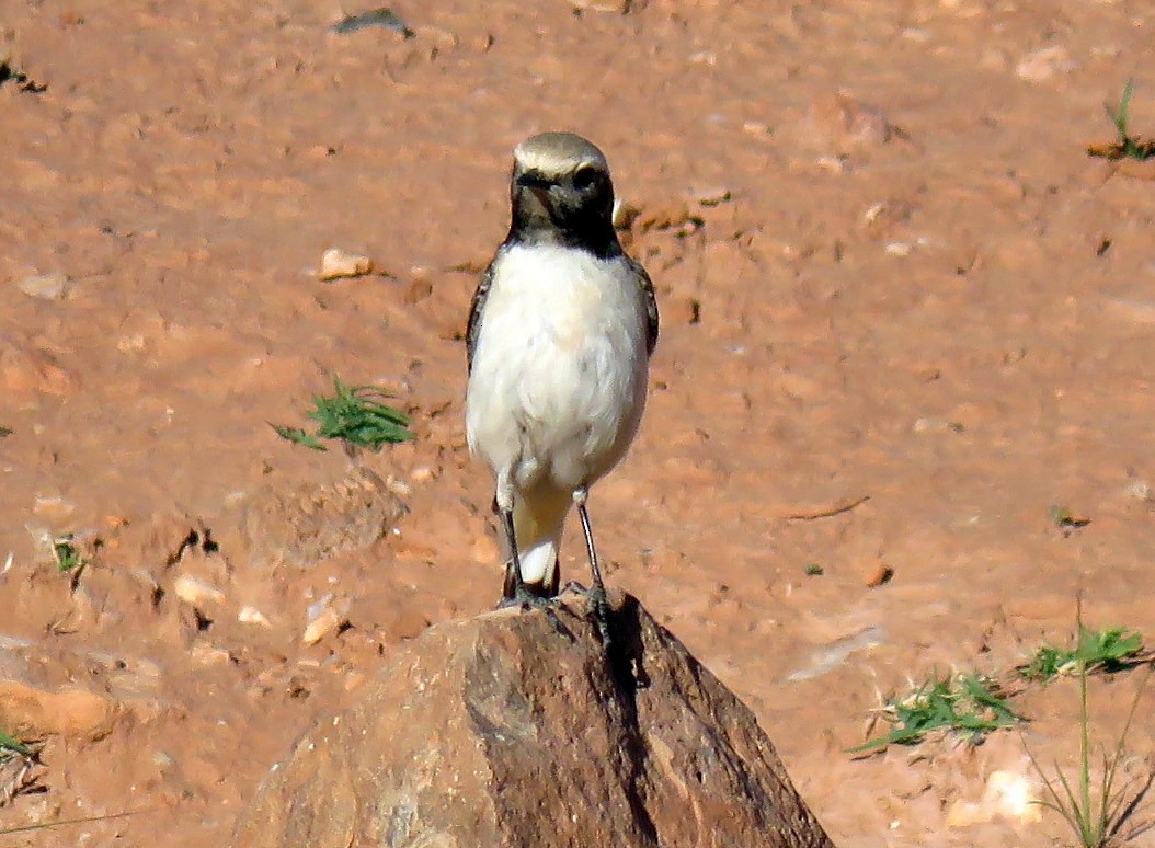 Mourning Wheatear (Maghreb) - ML220028711