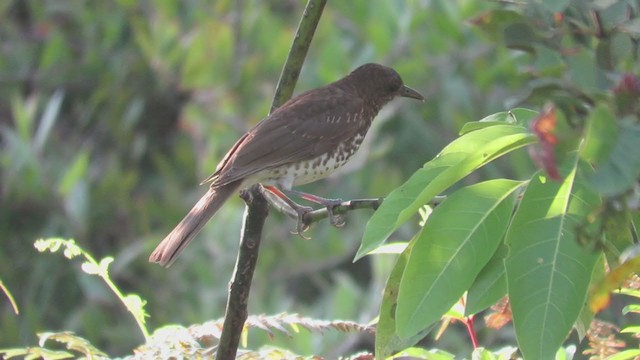 Marañon Thrush - ML220028821