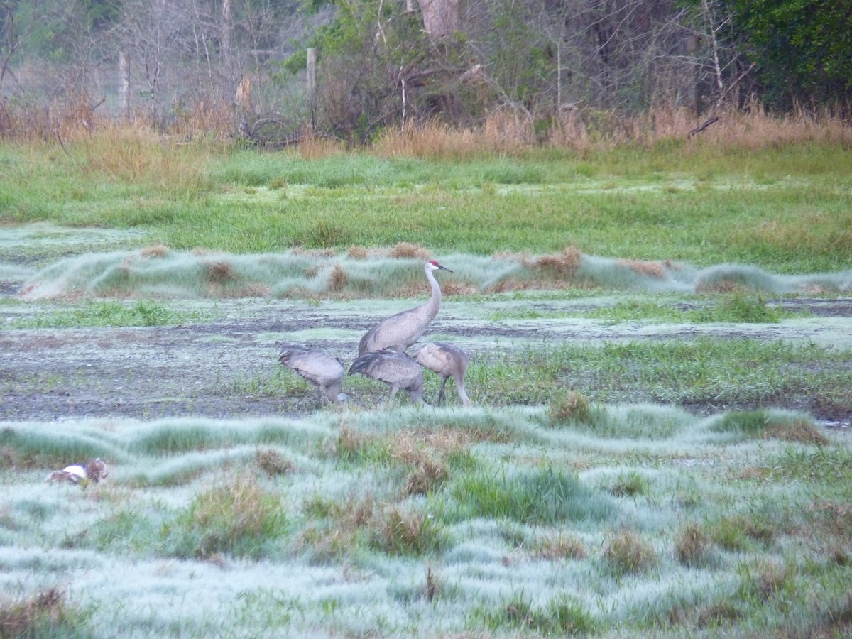 Sandhill Crane - ML220029701