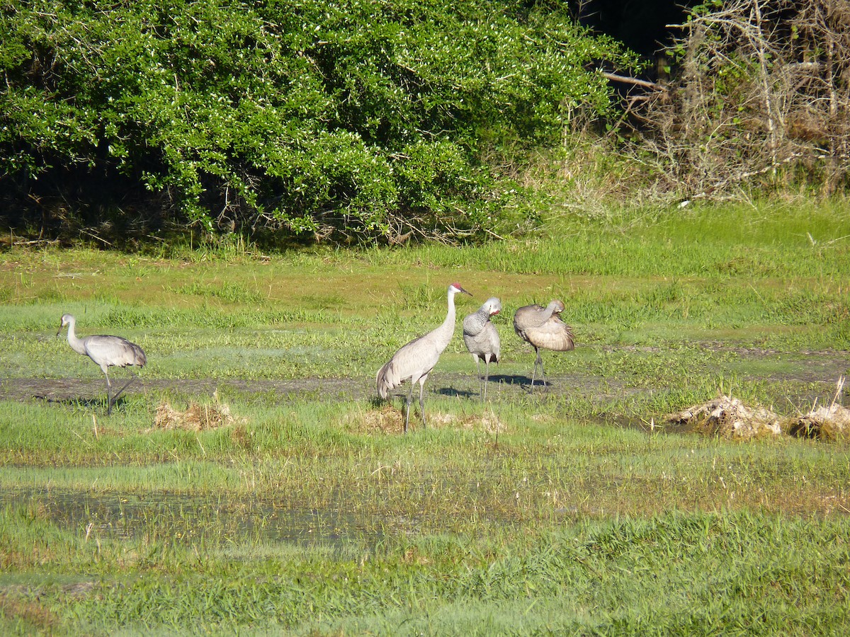 Sandhill Crane - ML220030151