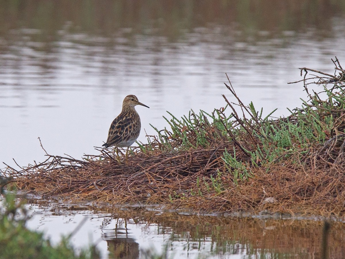 Graubrust-Strandläufer - ML220030411