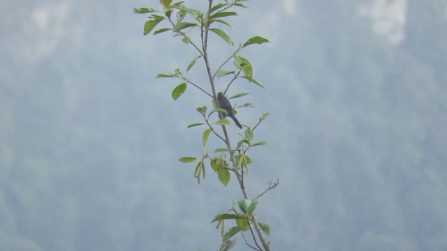 カオグロフウキンチョウ - ML220030501