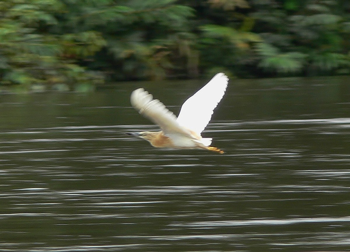 Squacco Heron - ML220030531