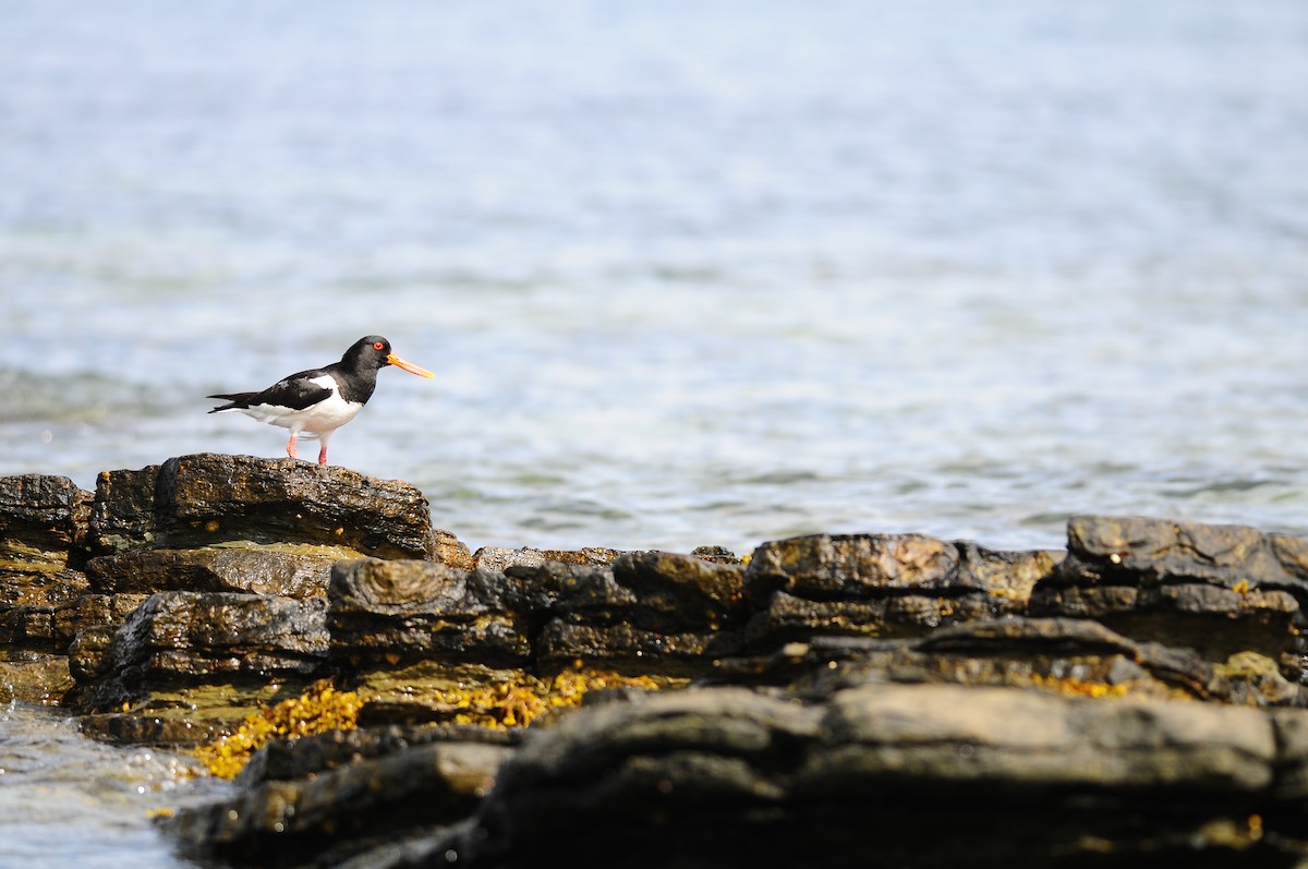 Eurasian Oystercatcher - ML220031961