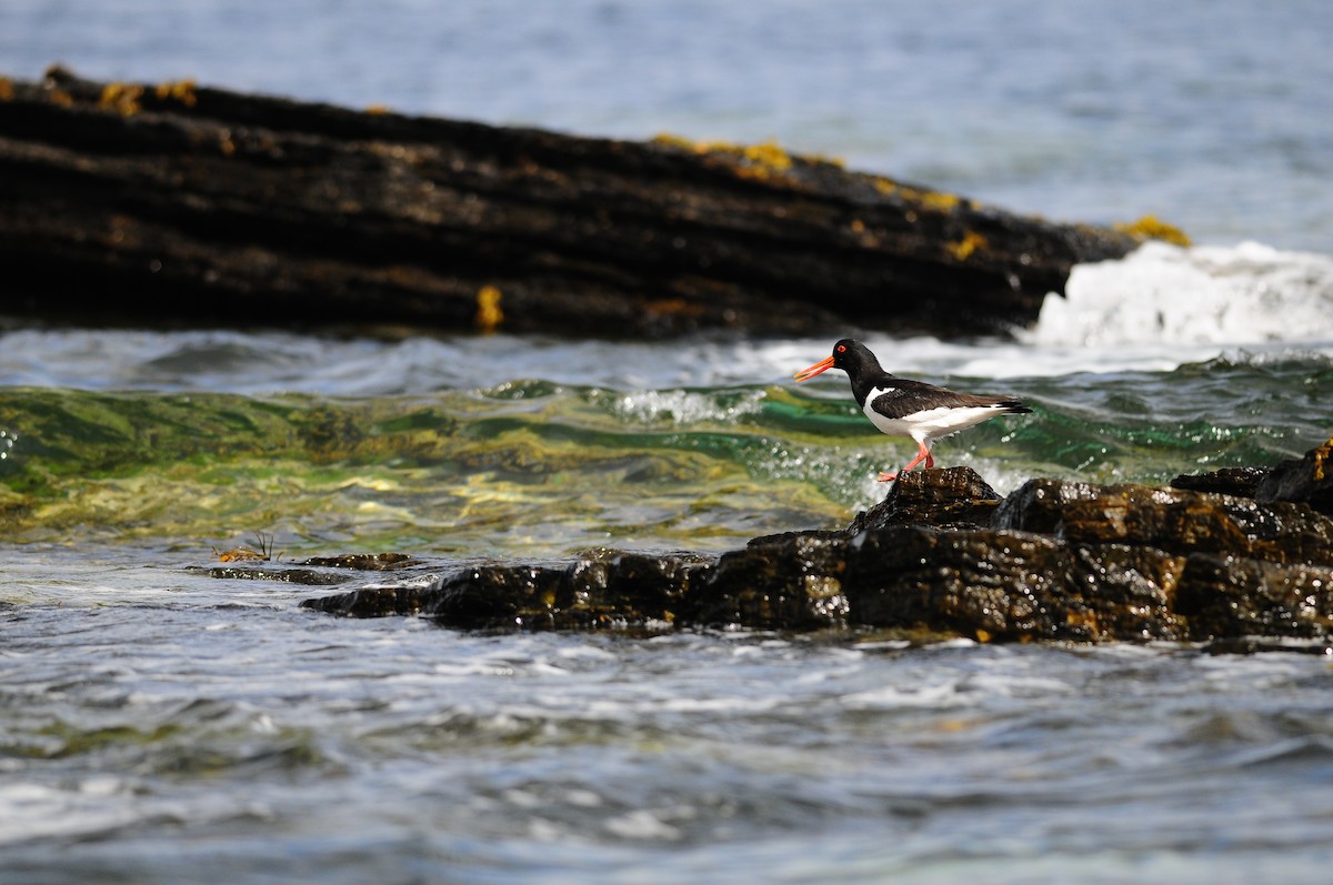 Eurasian Oystercatcher - ML220031971