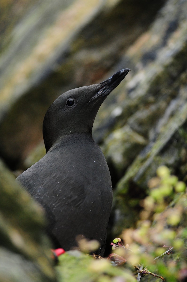 Black Guillemot - ML220032091