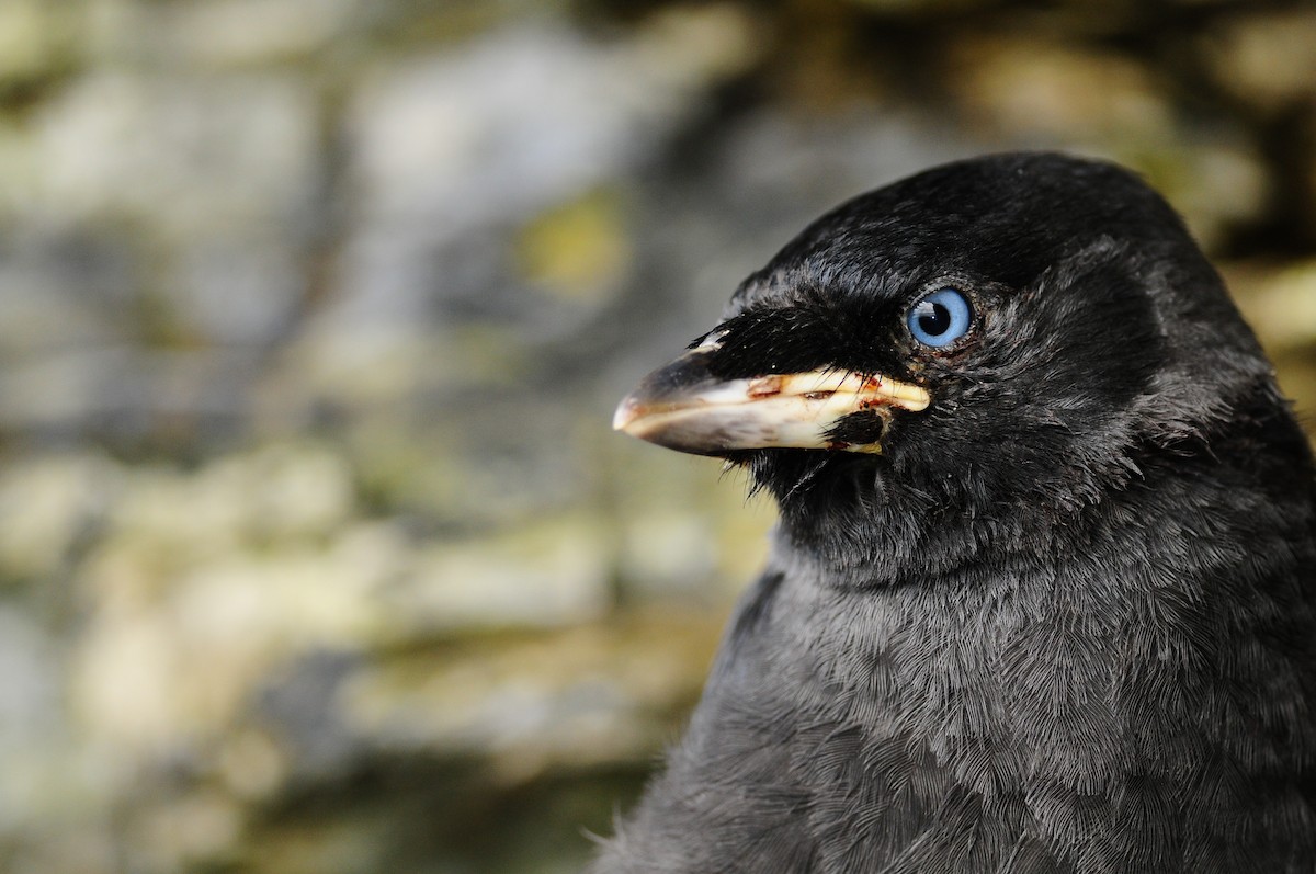 Eurasian Jackdaw - Vincent Gaillard