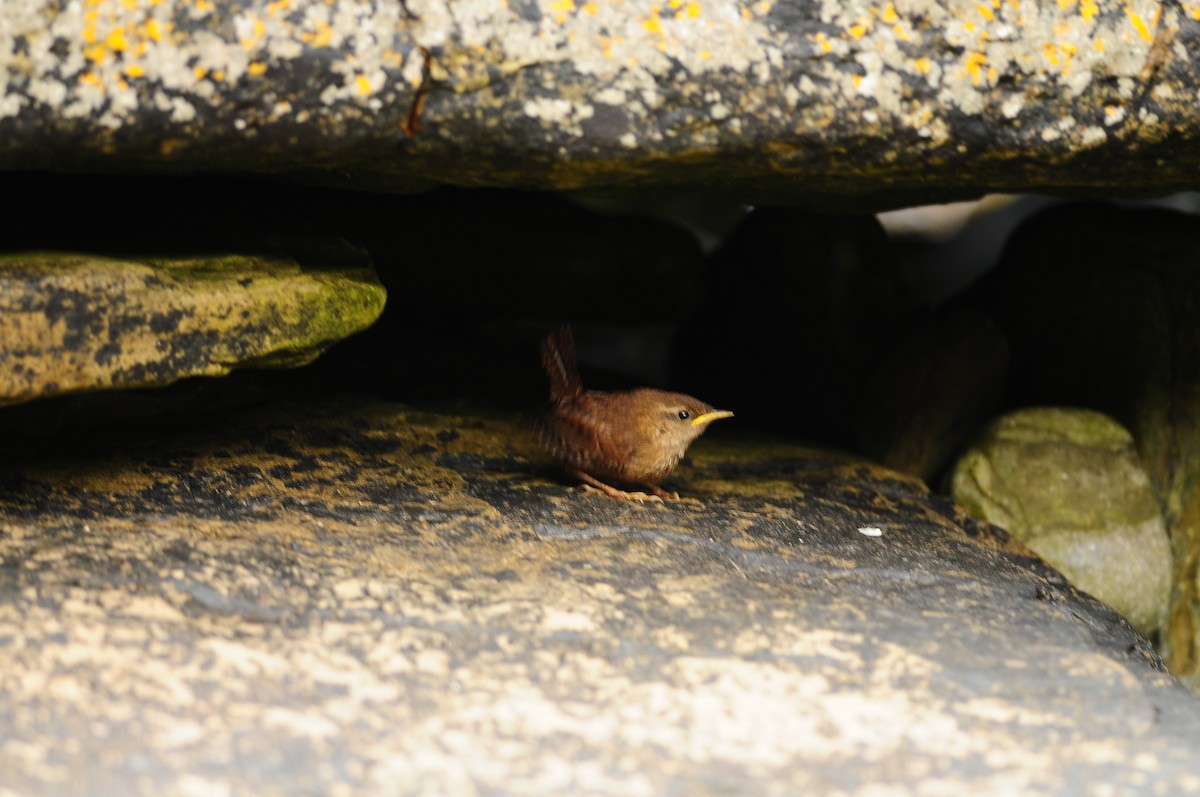 Eurasian Wren - ML220032141