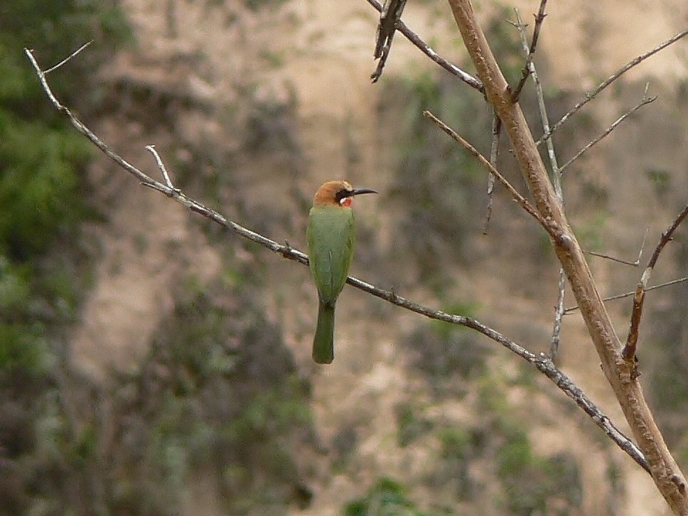 White-fronted Bee-eater - ML220032181