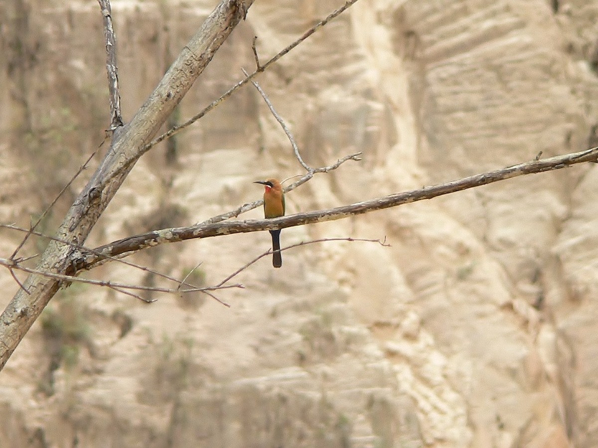 White-fronted Bee-eater - ML220032191
