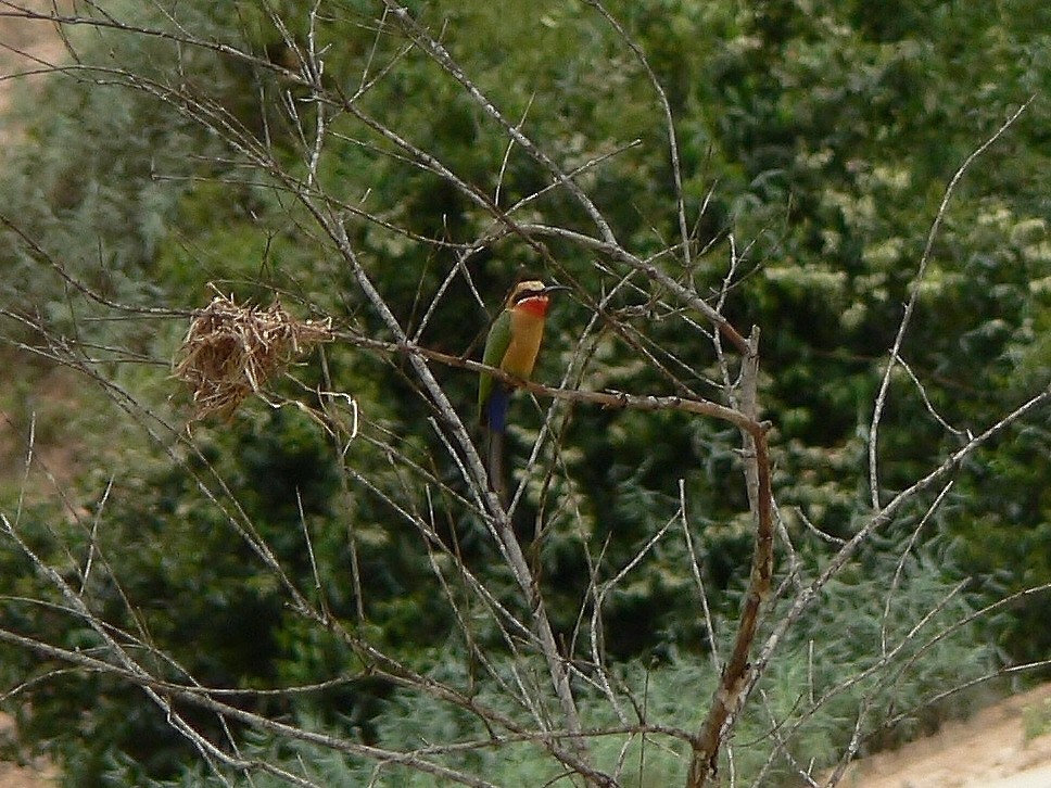 White-fronted Bee-eater - ML220032201