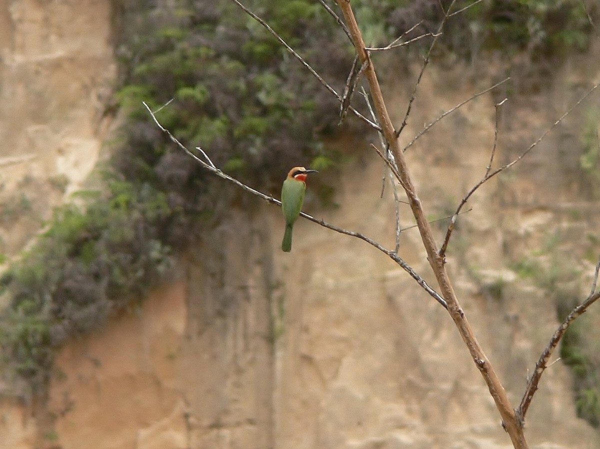 White-fronted Bee-eater - ML220032221