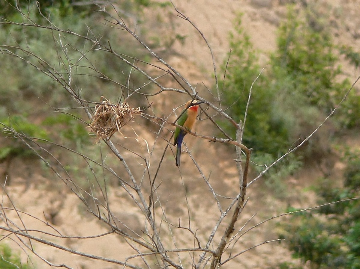 White-fronted Bee-eater - ML220032231