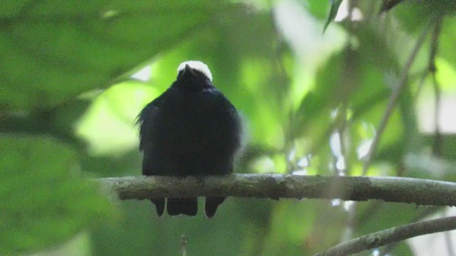 Manakin à tête blanche - ML220037101