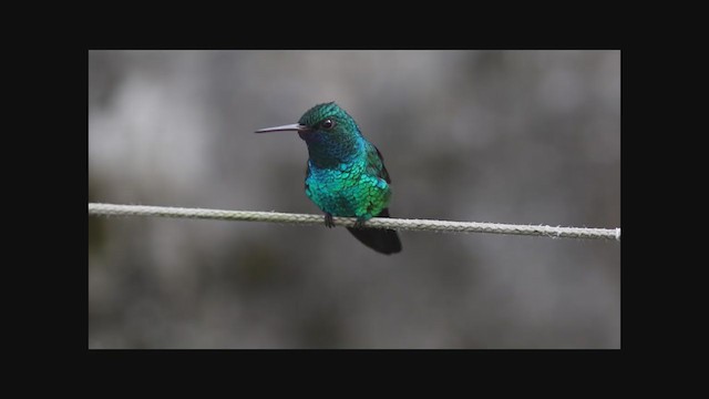 Colibri à menton bleu - ML220037291