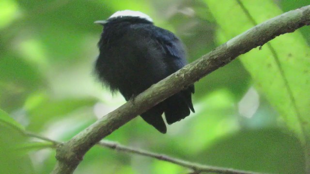 Manakin à tête blanche - ML220037401