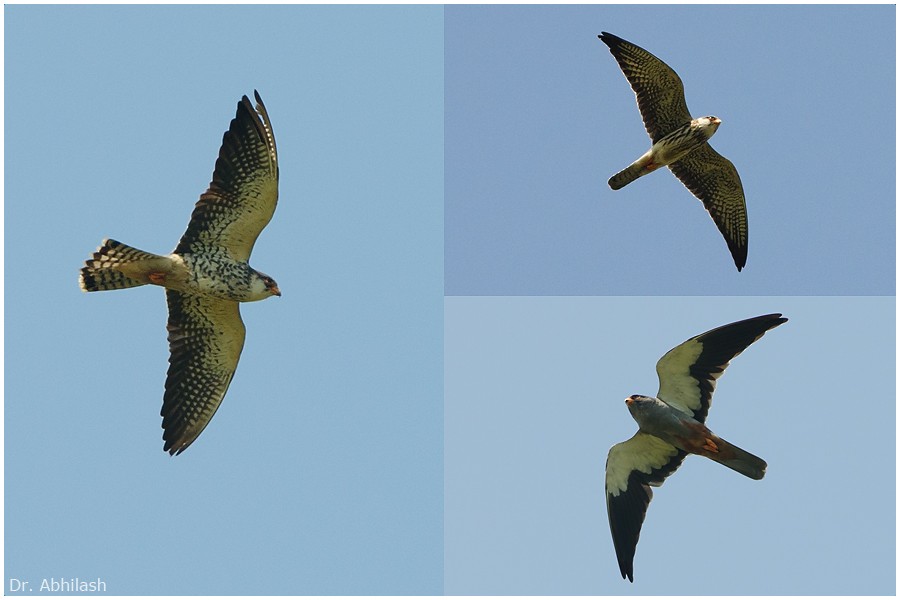 Amur Falcon - ML22003751