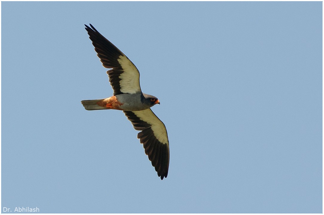 Amur Falcon - ML22003761