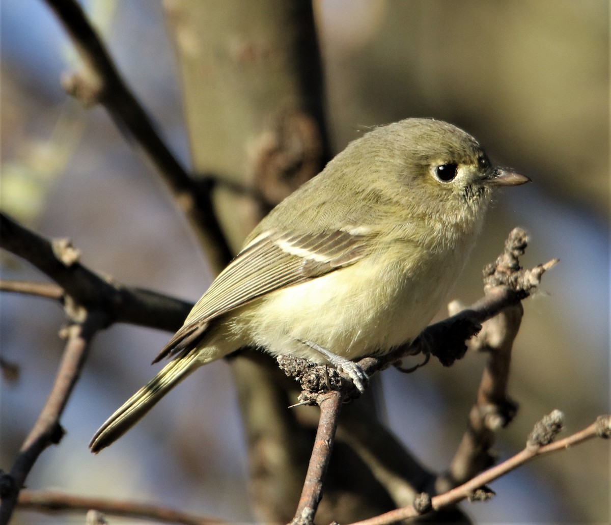 Hutton's Vireo (Interior) - ML220039641