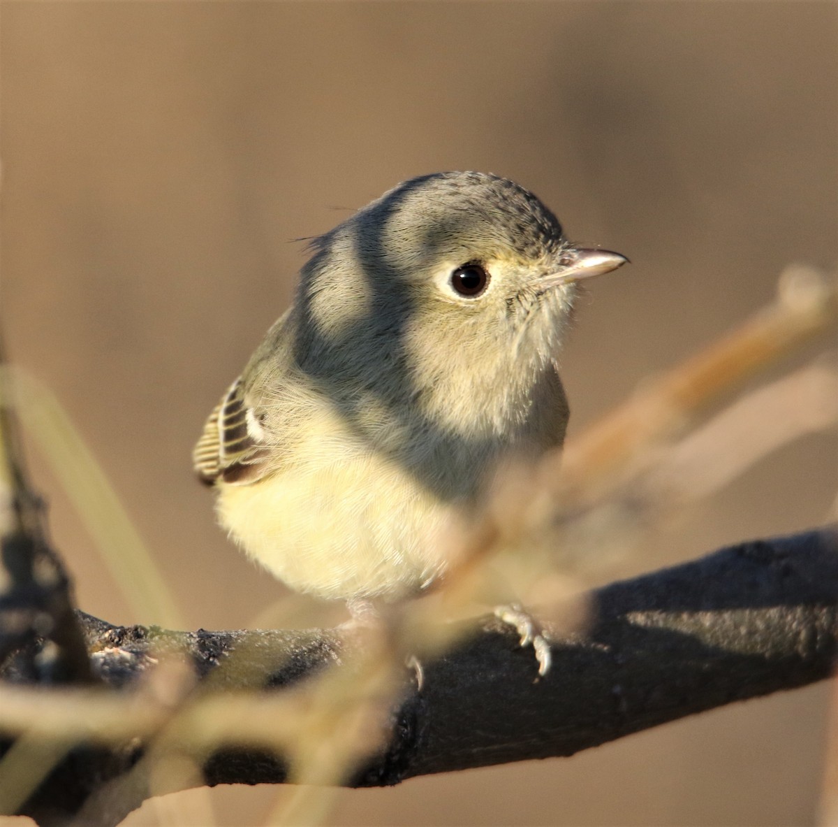 Hutton's Vireo (Interior) - ML220039661