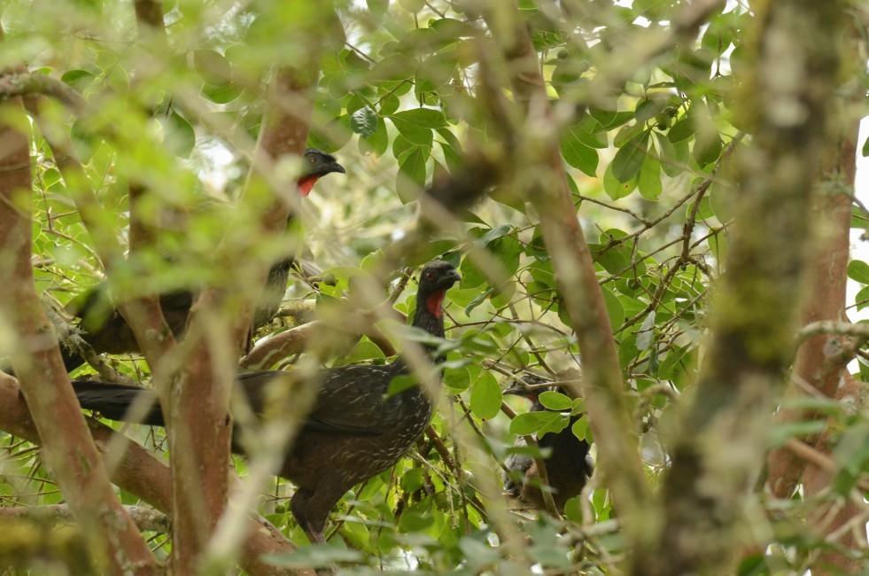 Dusky-legged Guan - ML220040201