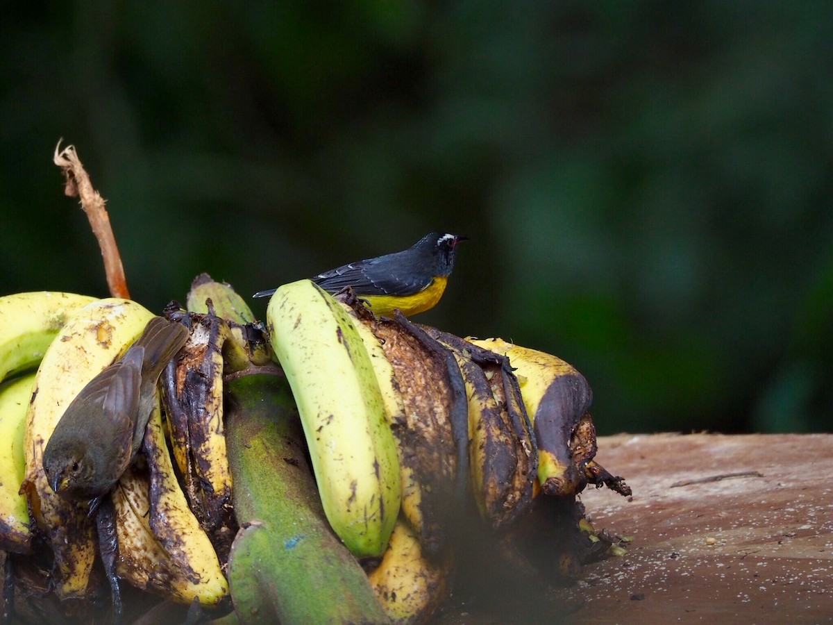 "Банановая кареба, сахарная цветочница" - ML220040831