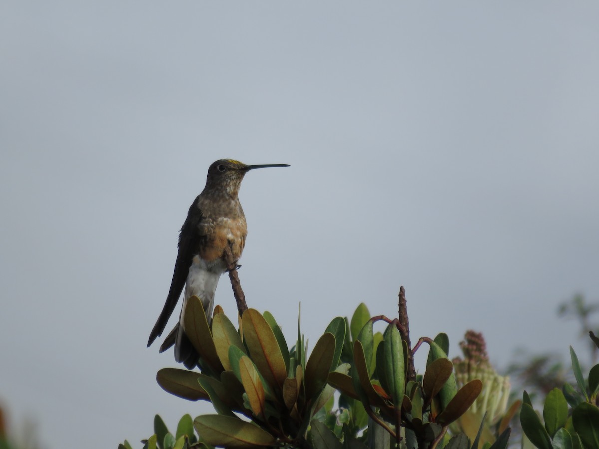 Giant Hummingbird - Fernando Angulo - CORBIDI