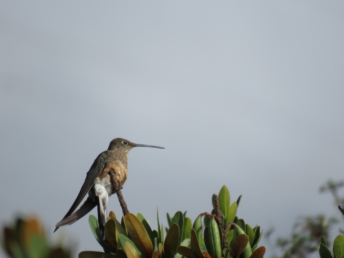 Giant Hummingbird - ML220042701