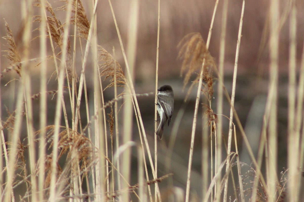 Eastern Phoebe - E R