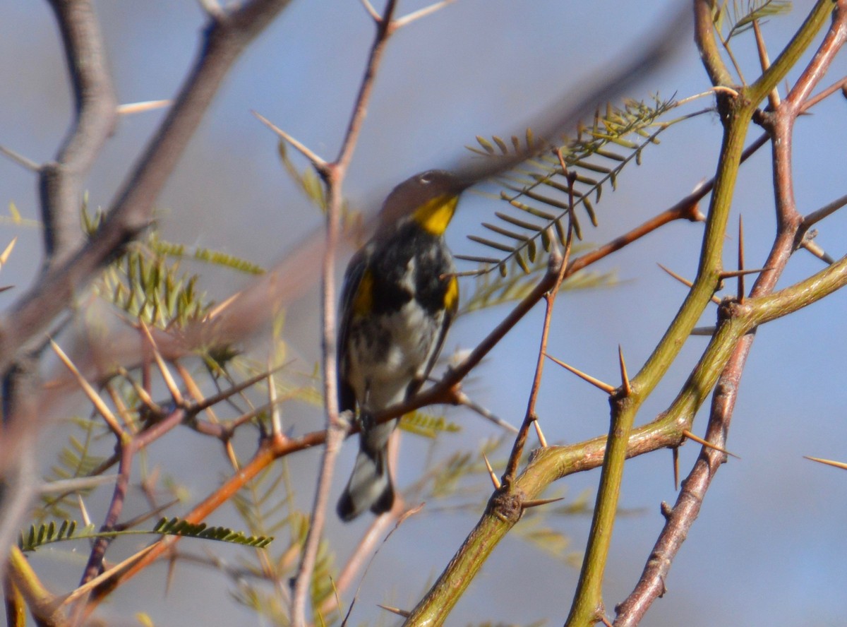 Yellow-rumped Warbler (Audubon's) - ML220044191