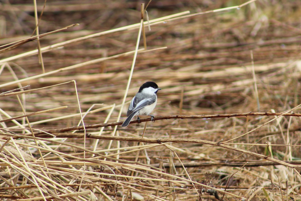 Black-capped Chickadee - ML220044271